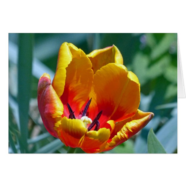 Tulip (Anverso (Horizontal))
