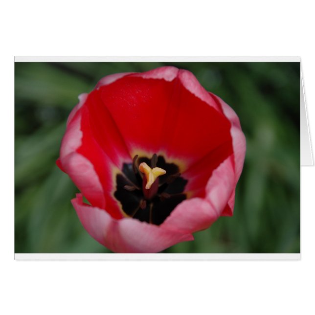 Tulip (Anverso (Horizontal))