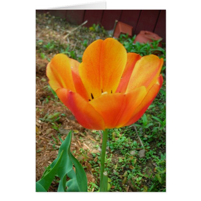 Tulip (Frente)