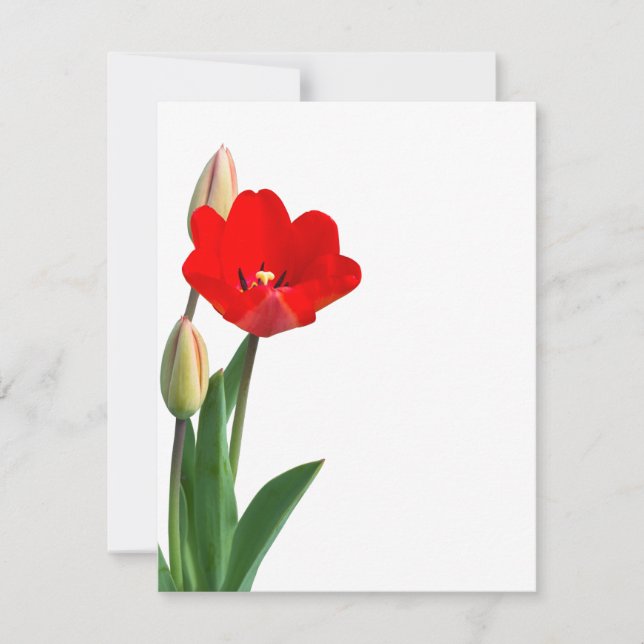 Tulip (Anverso)