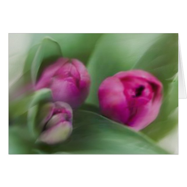 Tulip Bouquet (Anverso (Horizontal))