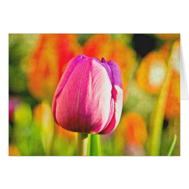 Tulip Collage (Anverso (Horizontal))