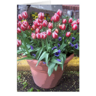 Tulip de primavera Pot