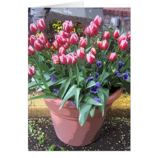 Tulip de primavera Pot (Frente)