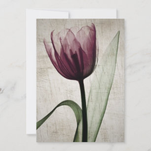 Tulip de rayos X vintage