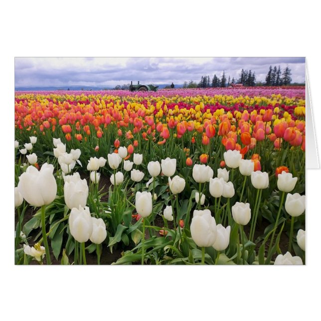 Tulip Farm (Anverso (Horizontal))