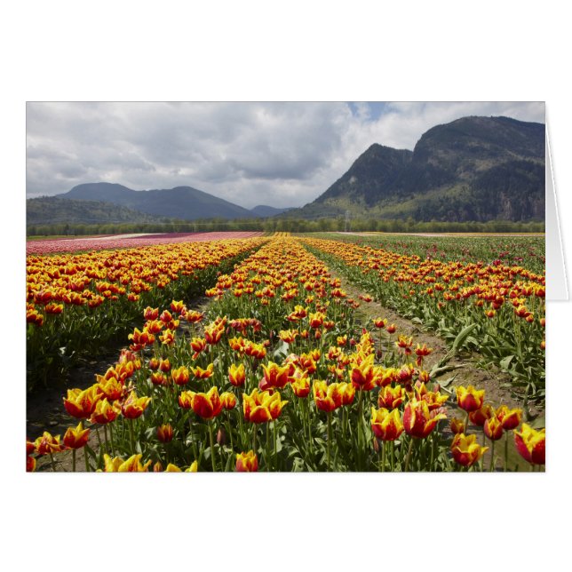 Tulip Farm cerca de Agassiz, Columbia Británica, (Anverso (Horizontal))