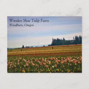 Tulip Field con Mt. Hood, postal de Oregon