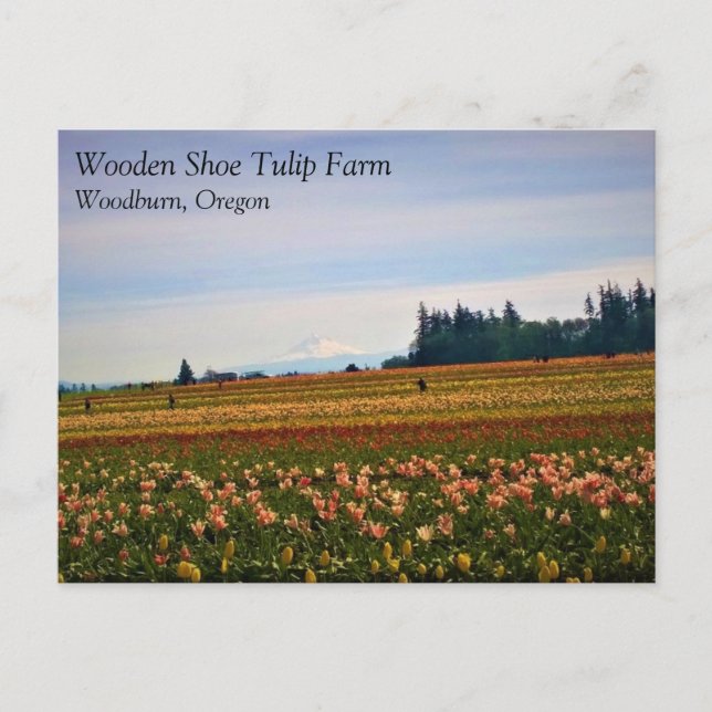Tulip Field con Mt. Hood, postal de Oregon (Anverso)