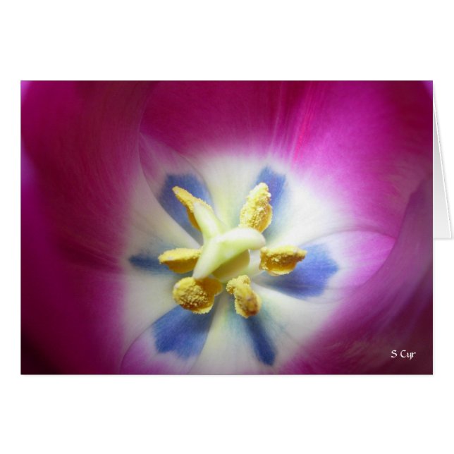 Tulip Heart, S Cyr (Anverso (Horizontal))