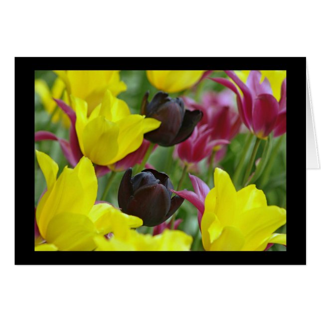 Tulip negro (Anverso (Horizontal))
