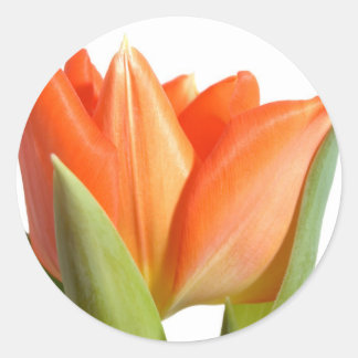 Tulip Pegatinas