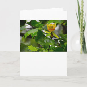 Tulip Poplar Blossom, tarjeta