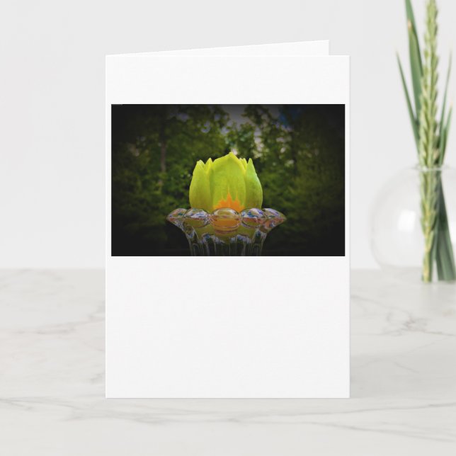 Tulip Poplar Blossom, tarjeta (Anverso)