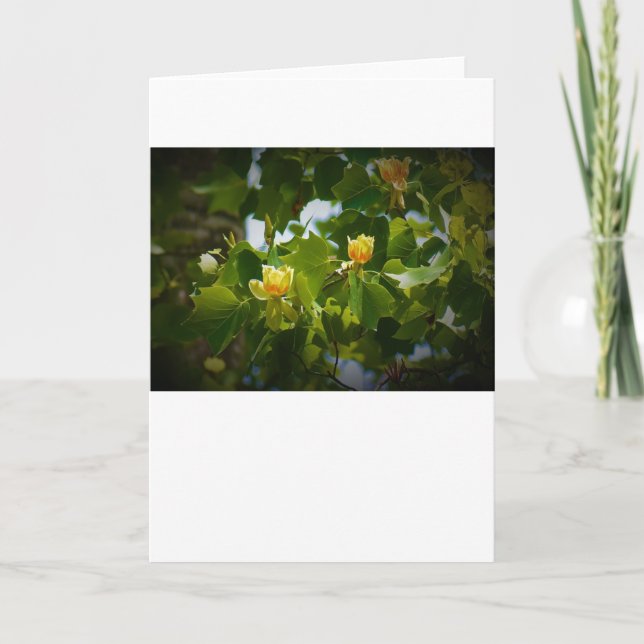 Tulip Poplar Blossom, tarjeta (Anverso)