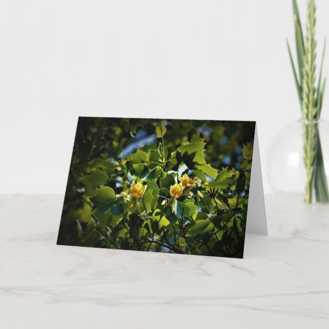 Tulip Poplar Blossom, tarjeta (Anverso)