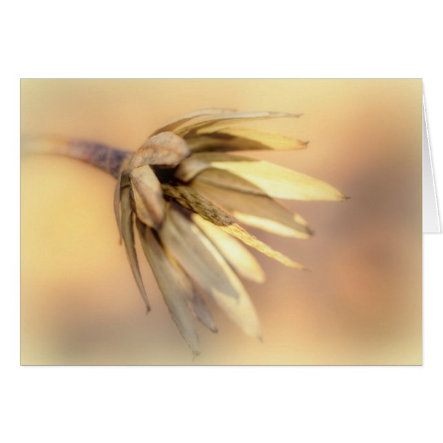Tulip Poplar Empty Seed Pod (Anverso (Horizontal))