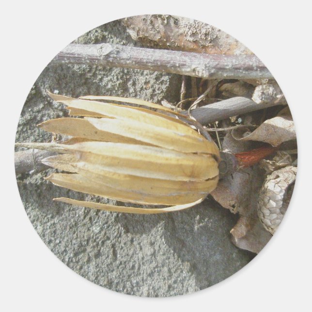 Tulip Poplar Seedhead Pegatinas (Anverso)