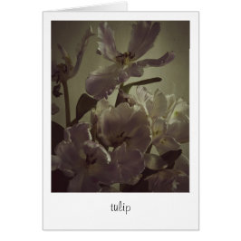 "Tulip" por Heidi Rondak Photography