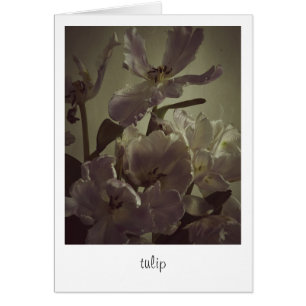 "Tulip" por Heidi Rondak Photography