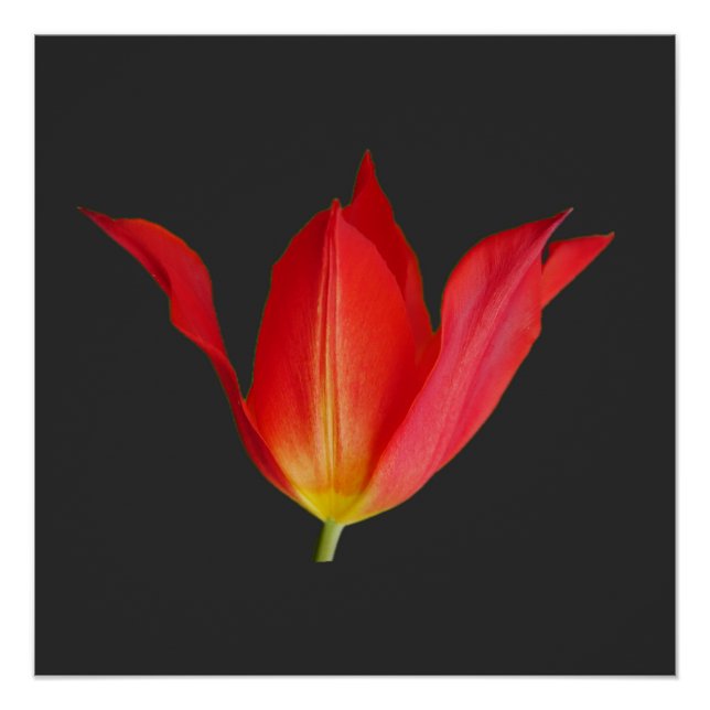 Tulip Poster (Anverso)