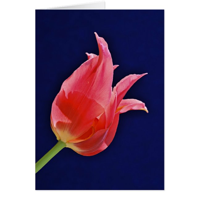 Tulip Tropical Punch (Frente)
