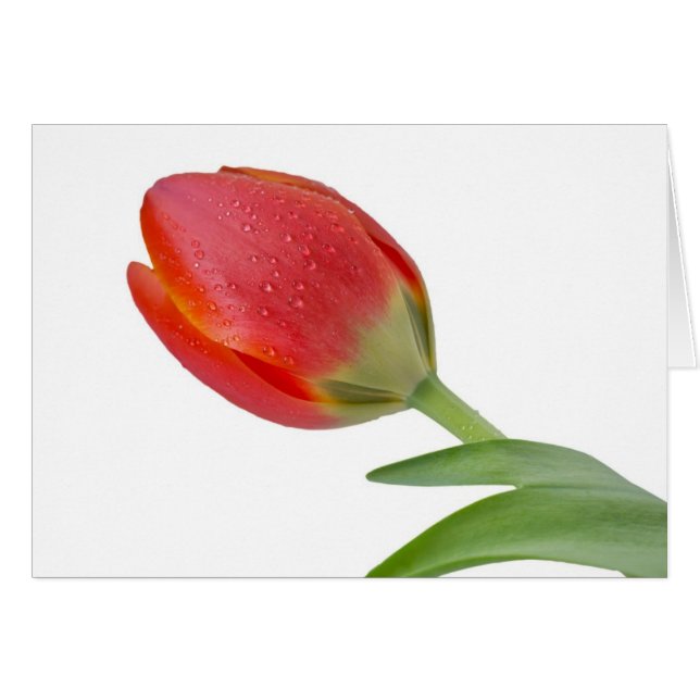 Tulip único (Anverso (Horizontal))