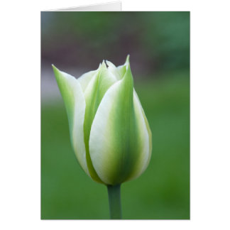 Tulip verde