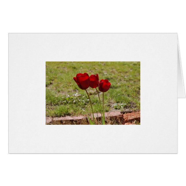 tulipán (Anverso (Horizontal))