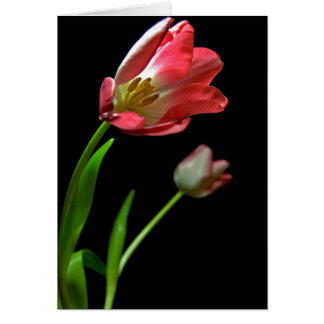 Tulipán