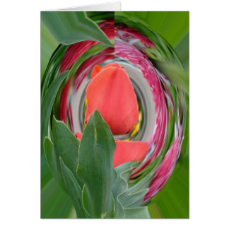 tulipán