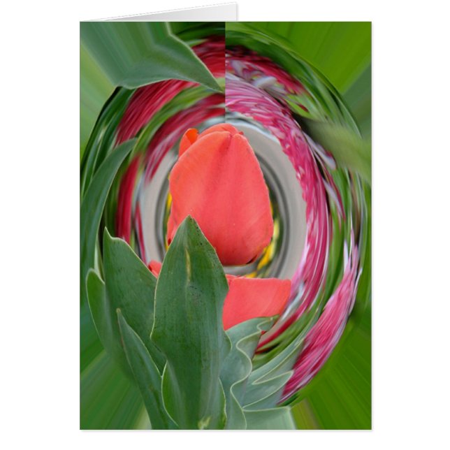 tulipán (Frente)