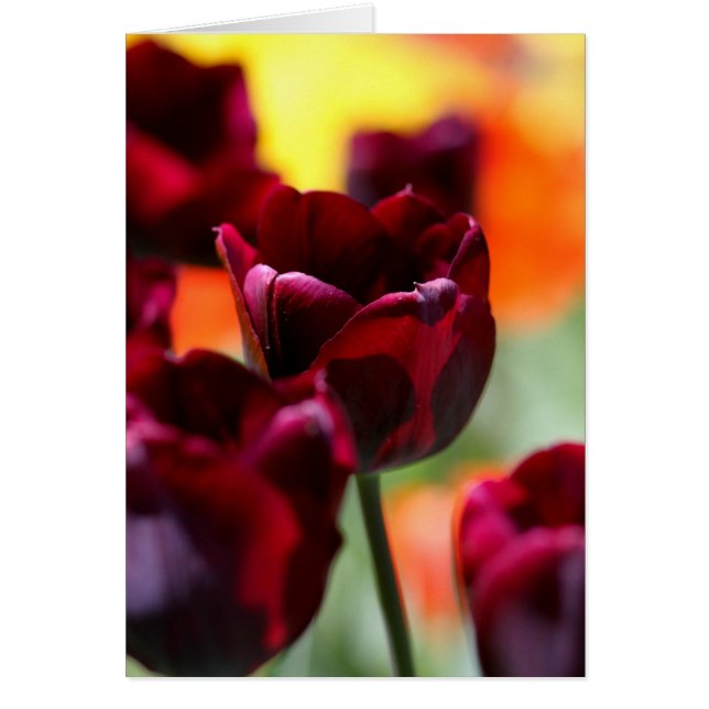 tulipán (Frente)