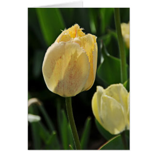 Tulipán amarillo
