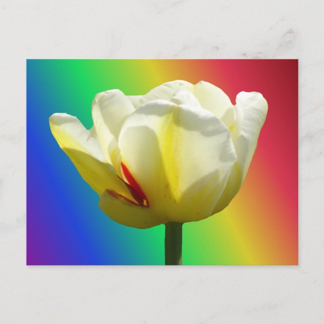 Tulipán amarillo blanco cierra postal Rainbow DIY (Anverso)