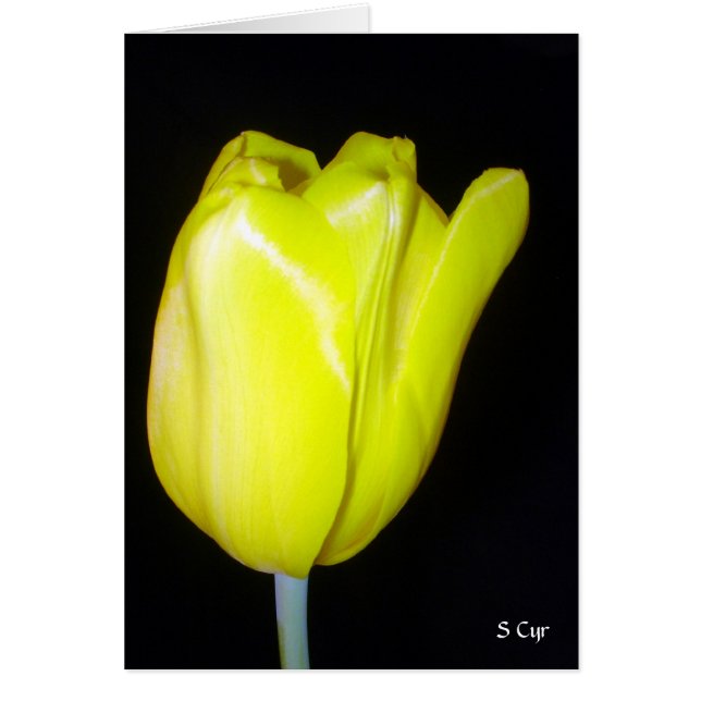 Tulipán amarillo, S Cyr (Frente)
