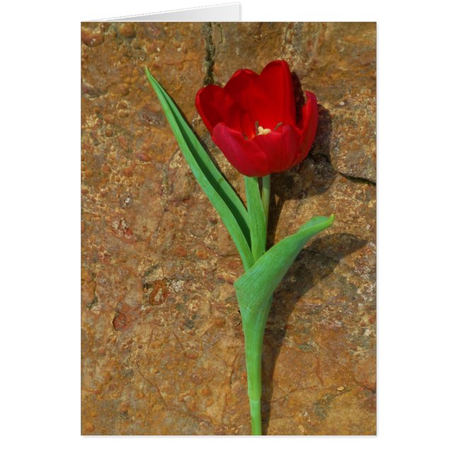 tulipán amarillo y rojo (Frente)