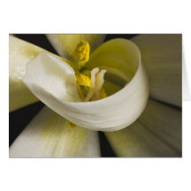 Tulipán Blanco Curl Card - En Blanco Por Dentro