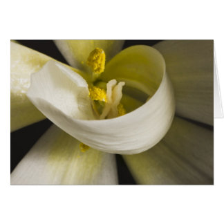 Tulipán Blanco Curl Card - En Blanco Por Dentro