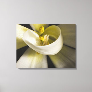 Tulipán Blanco Rizado - Fotografía de Arte