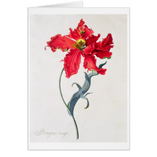 Tulipán: Colorete de Perroquet