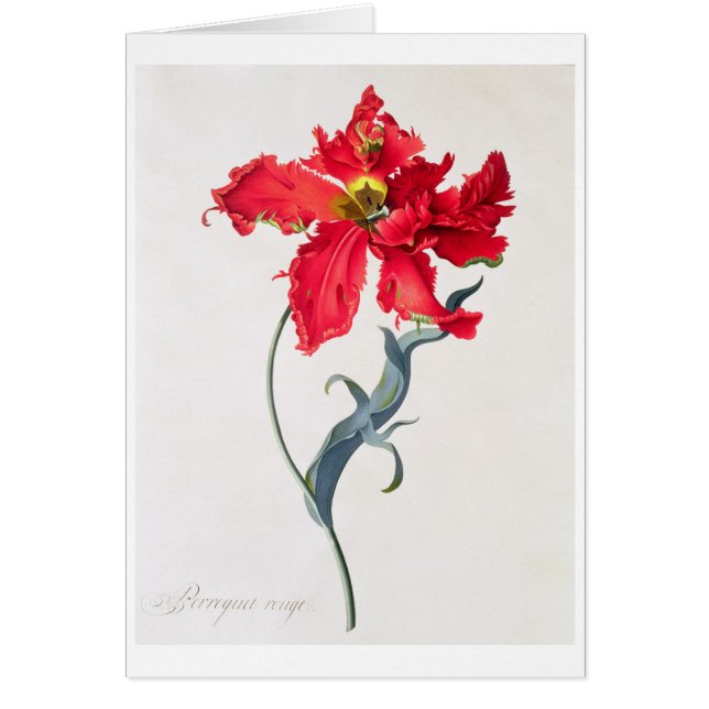 Tulipán: Colorete de Perroquet (Frente)