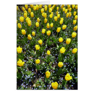 tulipán de flores amarillas