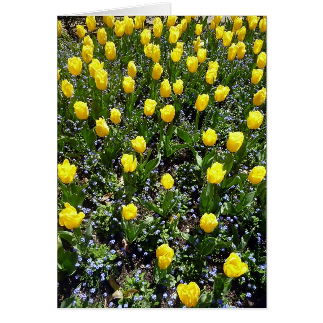 tulipán de flores amarillas (Frente)