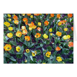 tulipán de flores naranjas