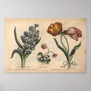 Tulipán de impresión de arte de las flores botánic