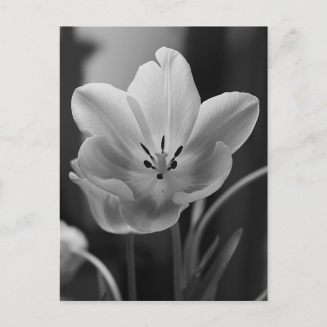 Tulipán de primavera en postal monocroma (Anverso)