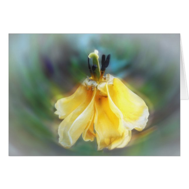 Tulipán del baile (Anverso (Horizontal))