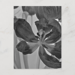 Tulipán en postal blanca y negra