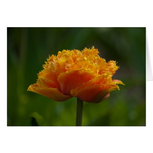 Tulipán en primavera (Anverso (Horizontal))